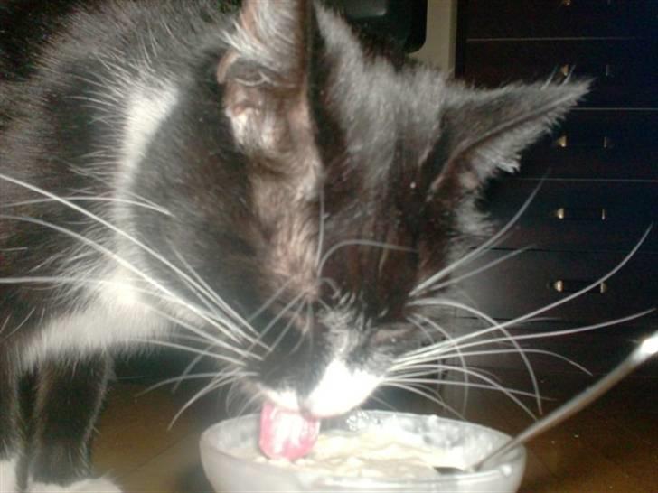 Huskat Emil billede 2