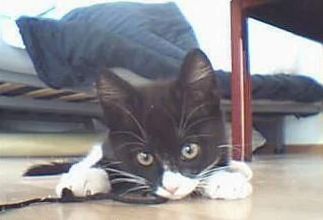 Huskat Emil - Jah en værre bandit er han jo billede 3