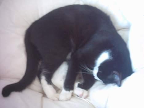 Huskat Mandaly billede 2