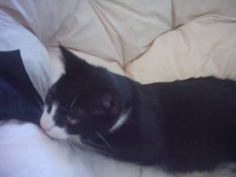 Huskat Mandaly billede 3