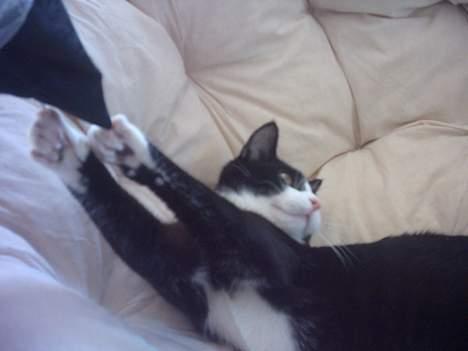 Huskat Mandaly billede 4