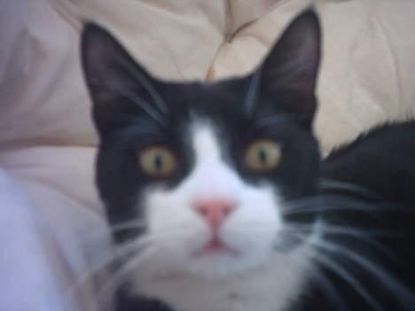 Huskat Mandaly billede 5