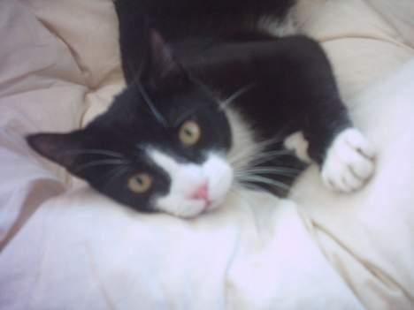 Huskat Mandaly billede 6