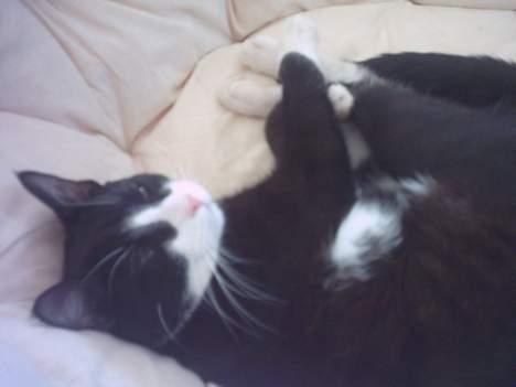 Huskat Mandaly billede 8