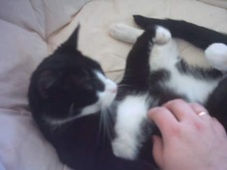 Huskat Mandaly billede 9