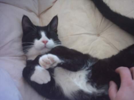 Huskat Mandaly billede 10