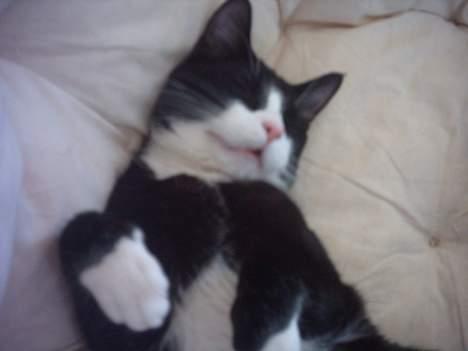 Huskat Mandaly billede 11