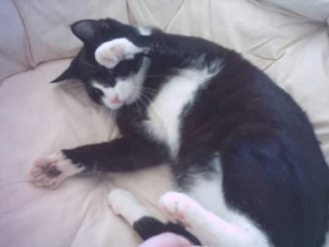 Huskat Mandaly billede 13