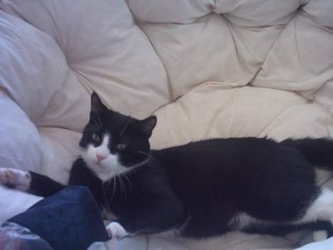 Huskat Mandaly billede 14