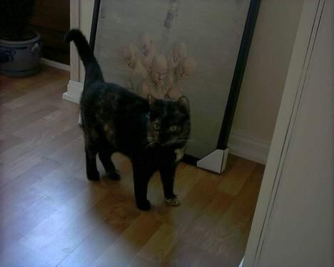 Blanding af racer Mille billede 1