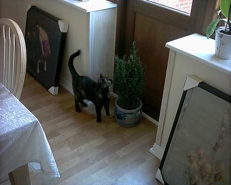 Blanding af racer Mille billede 2