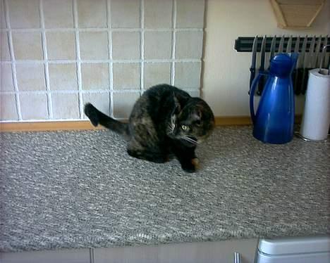 Blanding af racer Mille billede 3