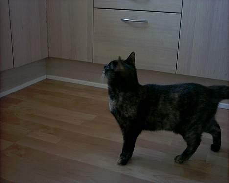 Blanding af racer Mille billede 4