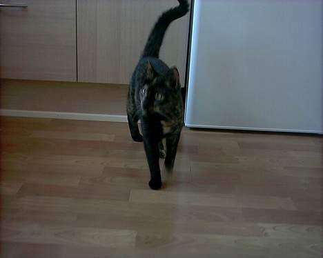 Blanding af racer Mille billede 5