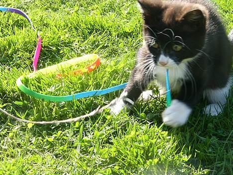 Huskat Emil - Det jo så dejligt at være ude og lege i solen billede 4