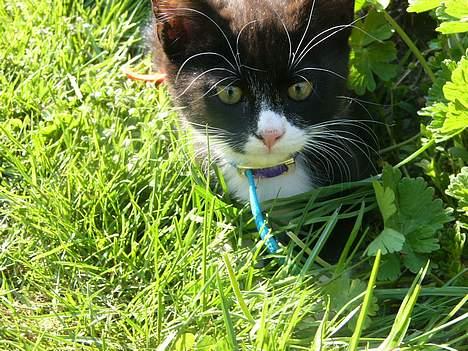 Huskat Emil - Hov hva var det? Lille Emil ligger på lur. billede 5