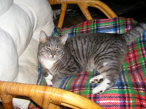 Huskat Nifling/Niffe - Mmm jeg elsker bare at ligge i min og Frækkes stol billede 1