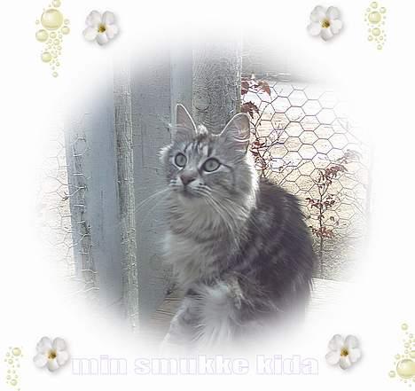 Norsk Skovkat kida - ja jeg prøvede lige selv at være kreativ hehe billede 17