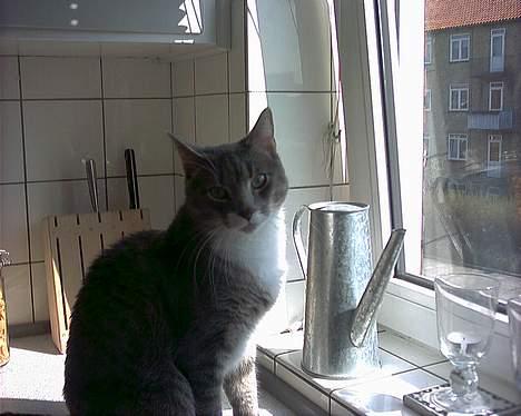 Blanding af racer Dimitri billede 8