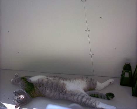 Blanding af racer Dimitri billede 9