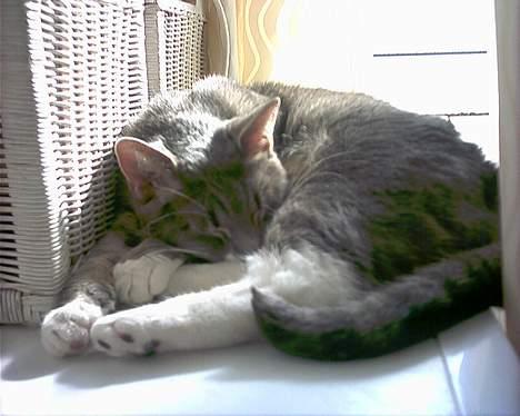 Blanding af racer Dimitri billede 10