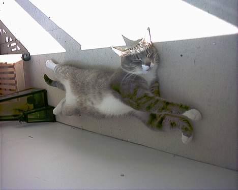 Blanding af racer Dimitri billede 11