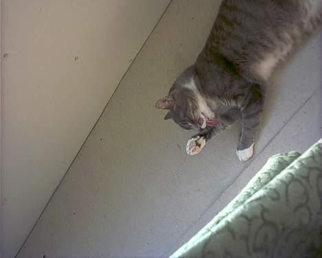 Blanding af racer Dimitri billede 12