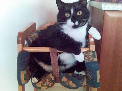 Huskat Gizmo billede 14