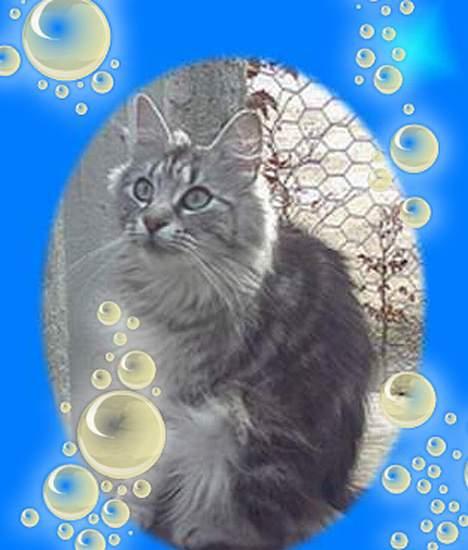 Norsk Skovkat kida - prøver at være kreativ billede 18