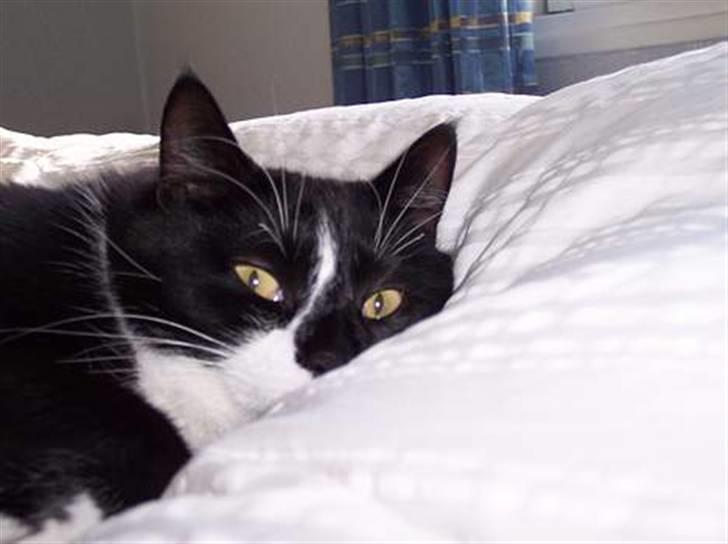 Huskat Gizmo billede 15