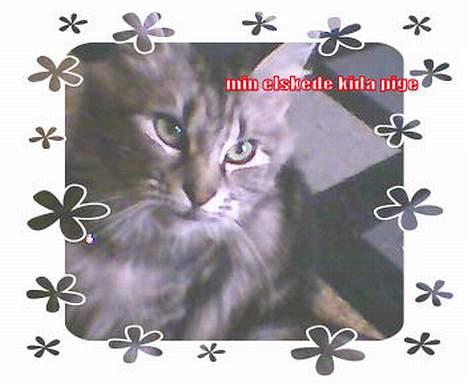 Norsk Skovkat kida billede 19