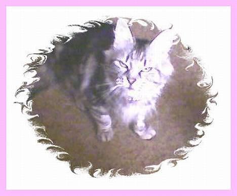 Norsk Skovkat kida billede 20