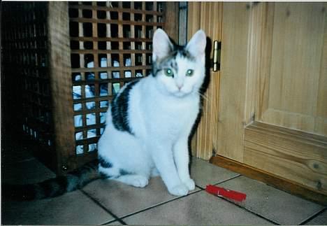 Huskat Betteski *R.I.P* - Klemmer er en geniale opfindelse til at lege med. billede 1