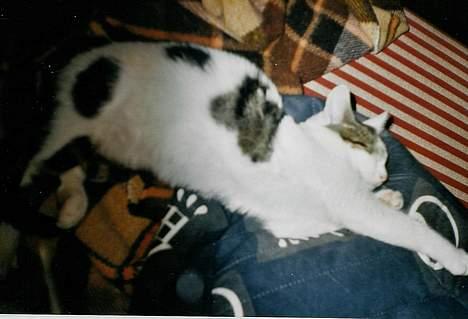 Huskat Betteski *R.I.P* - Så skal der slappes af efter en vild leg :) billede 2