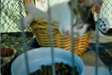 Huskat Betteski *R.I.P* - ZzZzZzZ Der er meget varmt i dag (vi var til dyreskue ) billede 3