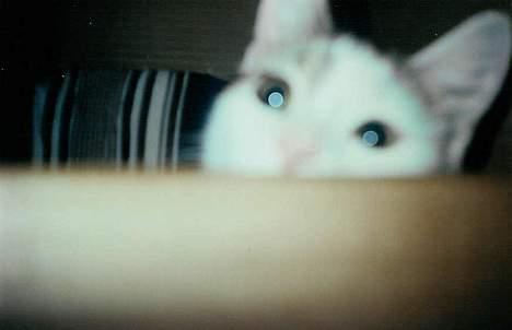 Huskat Betteski *R.I.P* - BØH! Ejj hvad har du gang i med det kamera Pernille ? billede 4