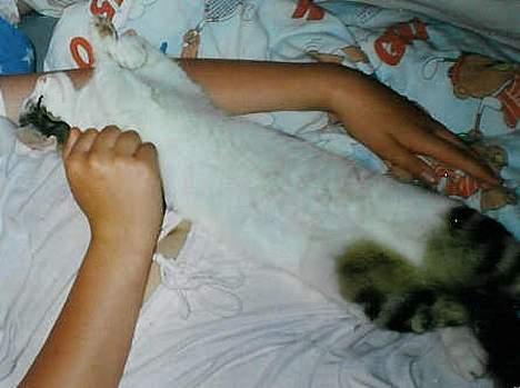 Huskat Betteski *R.I.P* - Jah, her lligger hun og sover ved mig, savner jeg..  billede 6