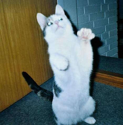 Huskat Betteski *R.I.P* - Så, nu tar jeg dig. Jeg har dig lii om lidt, så PAS PÅ! Her kommer jeg :) billede 7