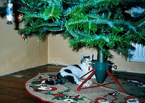 Huskat Betteski *R.I.P* - Se Pernille, nu er jeg også en julegave :) billede 8