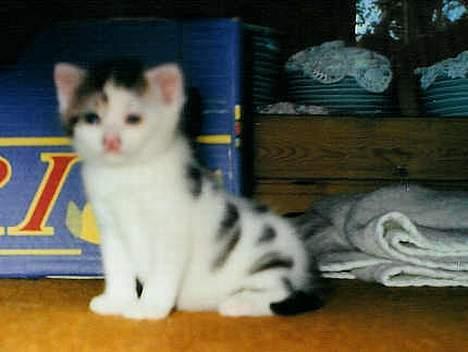 Huskat Betteski *R.I.P* - Hej verden, her kommer jeg, så pas på! (ca 2-3 uger gammel ) billede 9