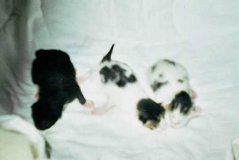 Huskat Betteski *R.I.P* - Det er Bettesk yderst til højre billede 10