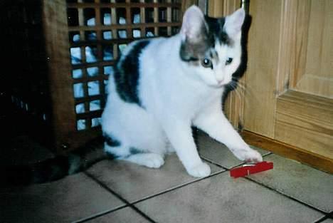 Huskat Betteski *R.I.P* - Så nu får du en med potten! billede 11