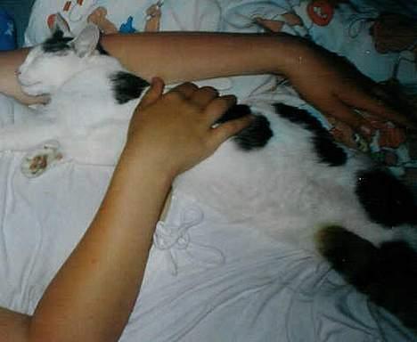 Huskat Betteski *R.I.P* - Mjav.. Elsker at ligge og sove ved Pernille. billede 12