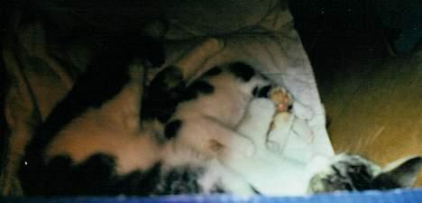 Huskat Betteski *R.I.P* - Jubii MAD til mig :) billede 13