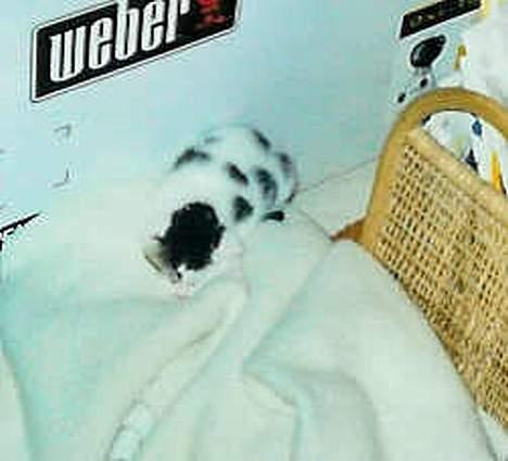 Huskat Betteski *R.I.P* - Her ligger hun helt alene , mor skulle lige have noget og spise. billede 14