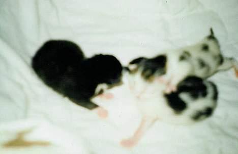 Huskat Betteski *R.I.P* - Mooooooaaaarrrr hvor er du ?  billede 15