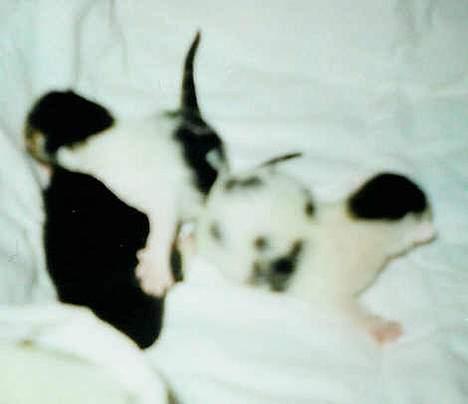 Huskat Betteski *R.I.P* - Her ligger hun sammen med sine søskende billede 16