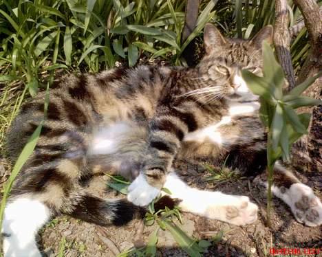 Huskat OLIVER 'GULLE' - - Tiger´drengen i sine dejlige omgivelser!   billede 8