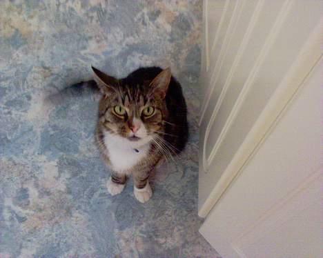 Huskat OLIVER 'GULLE' - - Mor? Jeg er "sulten" !! :D billede 9