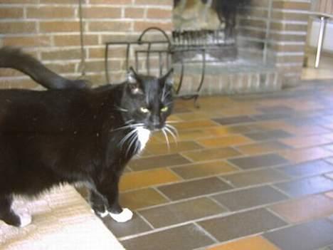 Huskat Plet - Hold så op med at forfølge mig med det kamera!!! billede 6